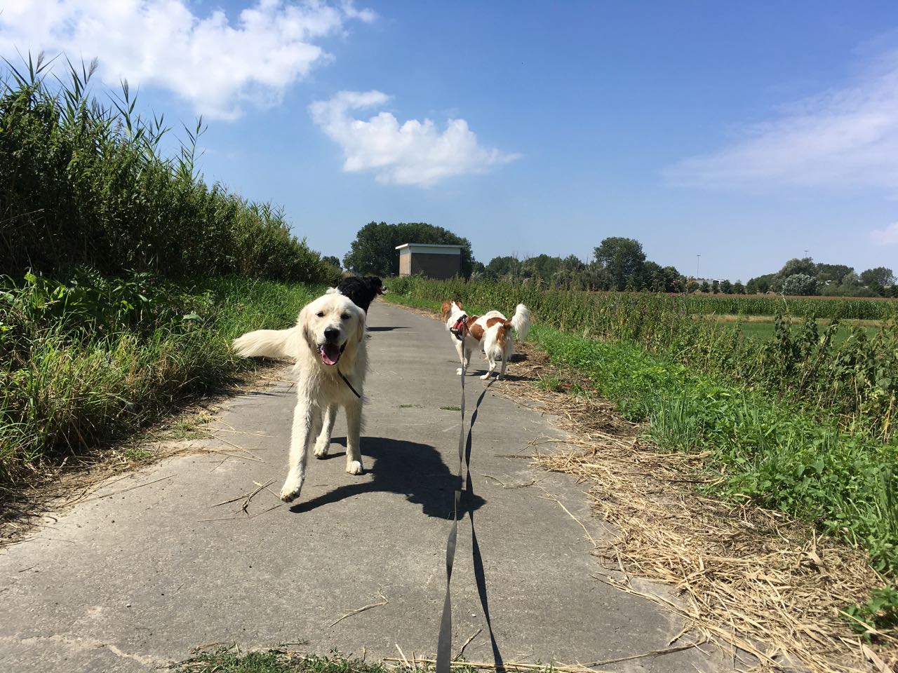 Hondenopvang Mies &amp; Co Veilig en aangenaam verblijf voor uw hond